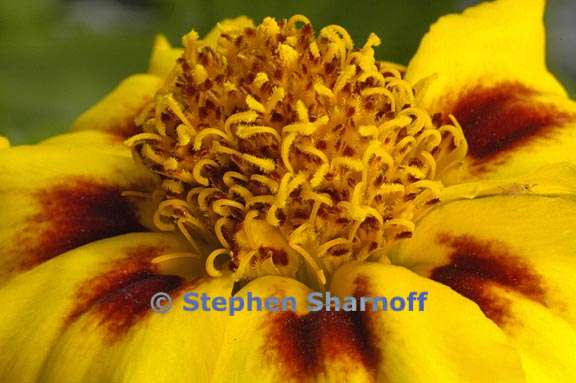 marigold french dwarf 4 graphic